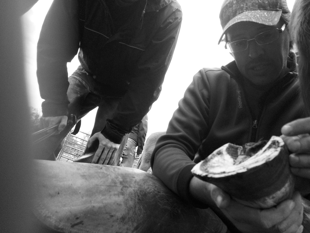 Why a Farrier? Heartland Horseshoeing School