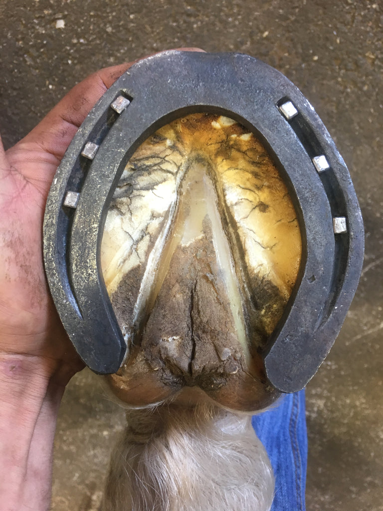 The Great Farrier
