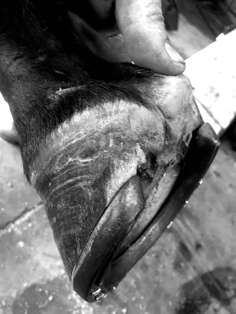 Heartland Horseshoeing School Farrier Certification